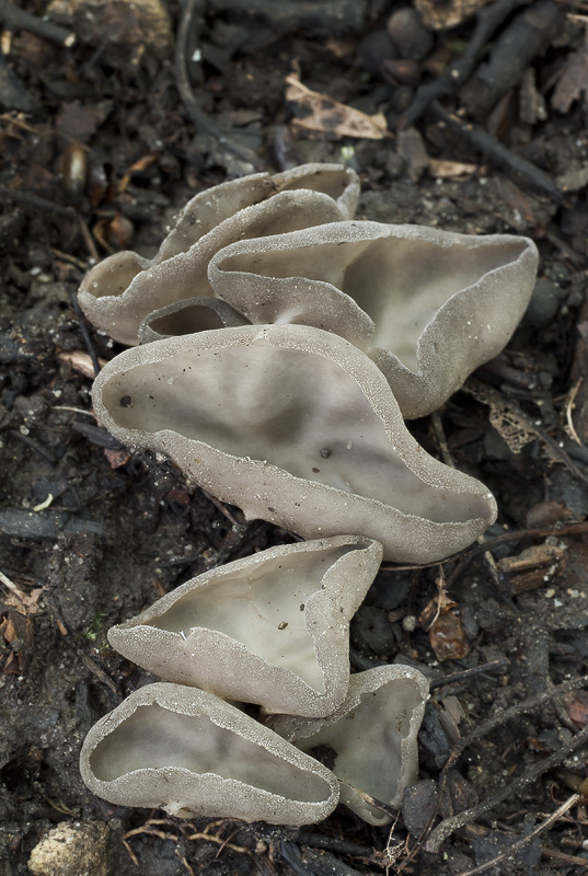 Helvella costifera